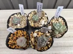 多肉植物　エケベリア　寄せ植え　レッドベルベット　　 シルエット