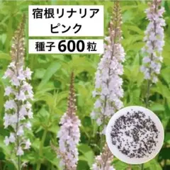 トトロ様 リクエスト 2点 まとめ商品