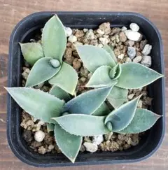 2025年最新】アガベ パリー トランカータの人気アイテム - メルカリ