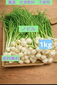 ノビル　のびる　野蒜　山菜　旬の野菜1kgのサムネイル