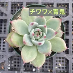 2025年最新】青鬼 多肉の人気アイテム - メルカリ