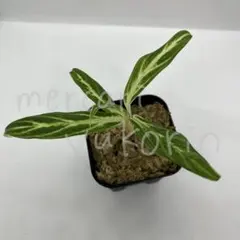 アグラオネマ　Aglaonema Bai Kaw 植物　観葉植物　細葉のサムネイル