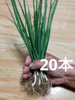 九条ねぎの苗　２０本のサムネイル