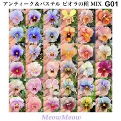 【G01】ビオラの種 100粒｜アンティーク＆パステル｜珍しい花色・ミックスのサムネイル