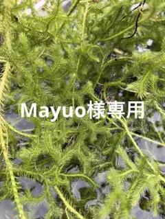 2025年最新】ヒカゲノカズラの人気アイテム - メルカリ