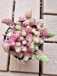 斑入りパリダム　カット苗　セダム　 2セット550円