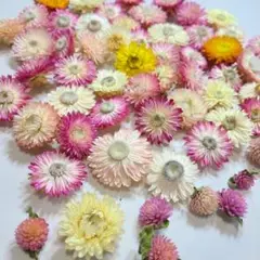 貝細工　ドライフラワー　ヘリクリサム