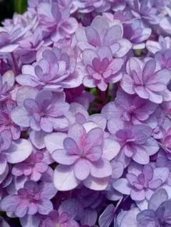 紫陽花 てててまり苗 ✨ネコポス発送✨ - メルカリ