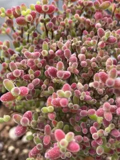 あるる様専用⭐︎ドロサンテマム　蜜橘