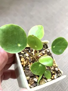 こみみ様 リクエスト 2点 まとめ商品