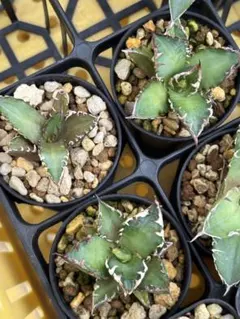 2026年最新】レッドキャットウィーズルの人気アイテム - メルカリ