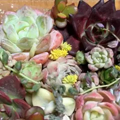 多肉植物 15種類以上 透明ケース入り