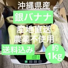 沖縄県産 ⭐︎ 朝採れ 銀バナナ 約1kg 8/4収穫　国産　希少 島バナナのサムネイル