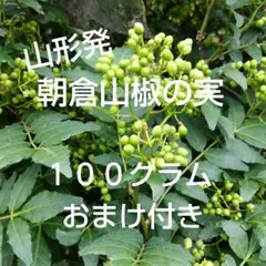 2025年最新】実山椒 苗の人気アイテム - メルカリ