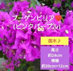 2026年最新】ブーゲンビリア 苗の人気アイテム - メルカリ