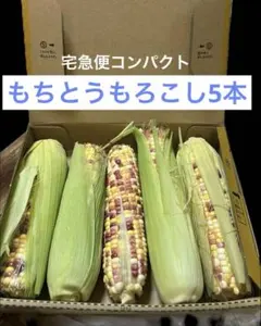 もちとうもろこし　5本のサムネイル