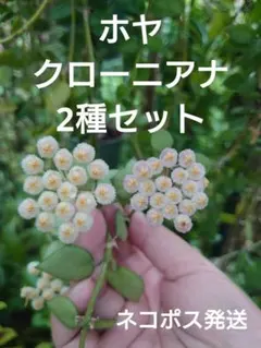 ホヤ　クローニアナ　2種セットＢ　カット苗　観葉植物のサムネイル