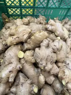 種生姜 熊本生姜 5 kg - メルカリ