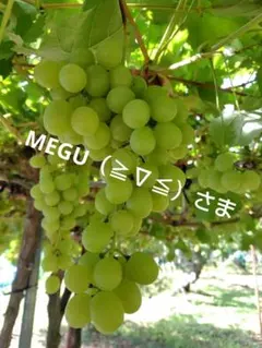 シャインマスカット　訳あり