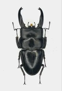 2025年最新】ヒラタクワガタ 標本の人気アイテム - メルカリ