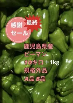 朝どれ新鮮✨産地直送✨高知県産ピーマン13キロ送料込み！安心安全の減農薬栽培 朝どれ新鮮✨産地直送✨高知県産ピーマン13キロ送料込み！安心安全の減