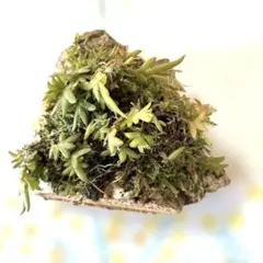 shig様 リクエスト 3点 まとめ商品