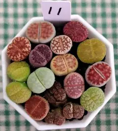 多肉植物リトープス/コノフィツム　高級品種入り　カラフルセット　土付き　S11のサムネイル