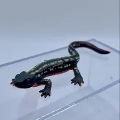 チョコQ 日本の動物第10弾 オキナワシリケンイモリ【海洋堂】 ブック有のサムネイル