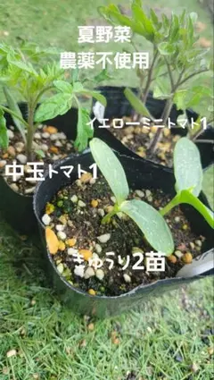 まさまさ様 リクエスト 3点 まとめ商品