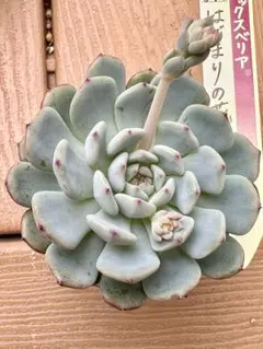 2026年最新】はじまりの花 多肉の人気アイテム - メルカリ