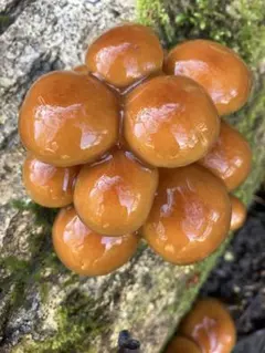 『kantora様専用』肉厚ぷりぷりなめこ1キロ