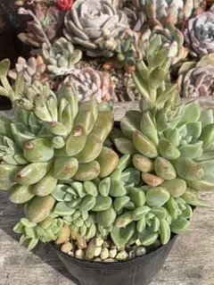 多肉植物　だるま姫秋麗×メキシコミニマ【抜き苗】