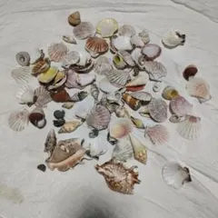 貝殻　まとめ　巻き貝　二枚貝　インテリア　ハンドメイド　標本　素材　工作　海