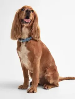Barbour Leather Dog Collar L ドッグカラー 首輪