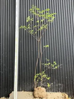 2025年最新】山採り ツツジの人気アイテム - メルカリ