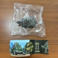 マウンテンタートルズ2 ガチャ　【黄山クサガメ】