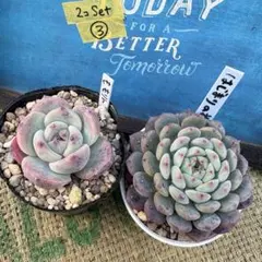 2026年最新】ミックスベリア 多肉の人気アイテム - メルカリ