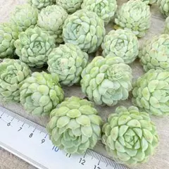 Kurian様 リクエスト 4点 まとめ商品