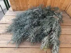 ✨20本【687】ブルーアイス　コニファ　針葉樹　リース　生花　切花　スワッグ