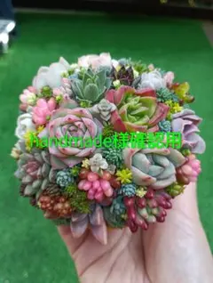 そのまま飾れる多肉植物寄せ植え♡