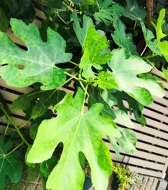 無花果の生葉いちじく茶イチジク漢方やバスハーブに