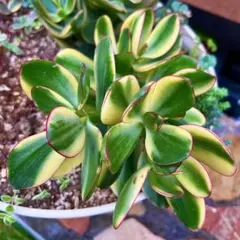 ❤️　❀金の成る木❀キャンバス小 Tommy❤️様専用 ❀金の成る木❀キャンバス小