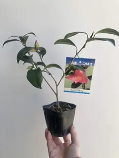 ヒロ様 リクエスト 2点 まとめ商品