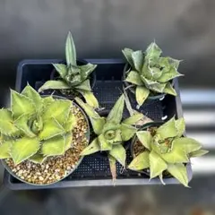 ① Agave Oaxaca 胴切り 天芽 - メルカリ