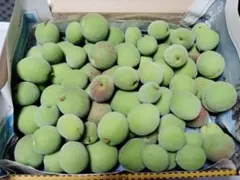 信州産梅　中サイズ　青梅　１，１ｋｇ　梅シロップ　梅酒のサムネイル