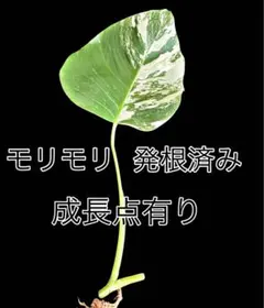 2026年最新】モンステラ斑入り 茎ホワイトタイガーの人気アイテム