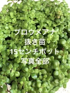 cocco❤︎植物以外は即発送いたします様 リクエスト 4点 まとめ商品
