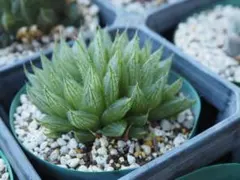 てぃのっち★様 リクエスト 2点 まとめ商品