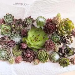 カラフルセンペルビウム　抜き苗カット苗　寄せ植え詰め合わせ　☆小さめ沢山☆多肉