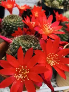 19-紅梅 超人気 花サボテン メディオロビビア カキコ - メルカリ